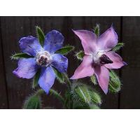 40 Graines de Bourrache (Borago officinalis)