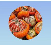 40 Graines de Courge Giraumon Turban Turc (Bonnet Turc) - Spectaculaire et Comestible - Idéale Décoration et Soupe