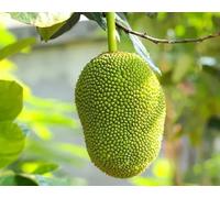 40 graines de jacquier vertes