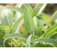 40 Graines De Sauge Officinale