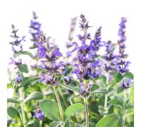 40 Graines de Sauge Officinale - SemiSauvage Permaculture