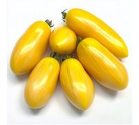40 Graines de Tomate Banana Legs - SemiSauvage Permaculture