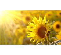 40 Graines De Tournesol