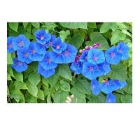 40 Graines d'Ipomée Bleu - fleurs grimpante jardins potager - méthode BIO