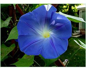 40 Graines d'Ipomée Bleu - fleurs grimpante jardins potager - semences paysannes reproductibles - SemiSauvage