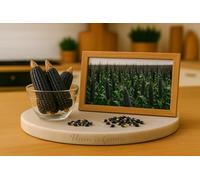 40 Graines Maïs Mais NOIR - Spécial POP CORN - Zea Mays Indurata - BIO - Legume Jardin - 423