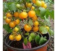 400 Erbe di origano Semi della Spezia condimento di Verdure della Cucina Semi chi di Sapore