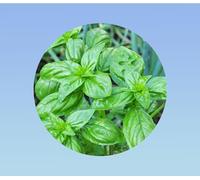 400 graines basilic grand vert - Ocimum basilicum genovese - basilic doux - basilic commun