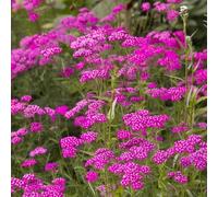 400 Graines de Achillée - Cerise Queen - Achillea millefolium - Rouge Cerise - Fleur Jardin - 265