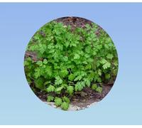 400 graines de Cerfeuil Commun - Anthriscus Cerefolium