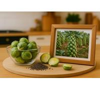 400 Graines de Chou de Bruxelles - Brassica oleracea var. gemmifera - Sucré et noiseté - Fruit Légume Jardin - 406