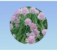 400 graines de Ciboulette Civette - Allium Schoenoprasum.