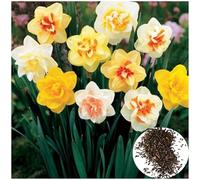 400 Graines de Jonquilles Multicolores - Fleurs à Croissance Rapide pour Jardin, Balcon et Pots - Idée Cadeau pour Amoureux des Plantes - Rendement Élevé (Multicolore)