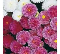 400 graines de pâquerette Pomponette Mix SF236 (Bellis perennis)