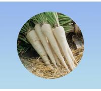 400 Graines de Persil de Hambourg - Variété Tubéreuse Racines Comestibles - Légume-Racine Ancien - Goût Noisette