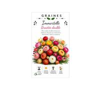 400 Graines d'Immortelle bractée (Helichrysum bracteatum) pour bouquets secs et jardins fleuris - Facile à cultiver