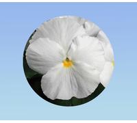 400 graines pensée blanche sans macule - Viola x wittrockiana - plante ornementale - white - pensée rare sans macule