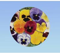 400 graines pensée géante Suisse variée - Viola x wittrockiana - plante ornementale - mixtes