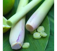 400 Lemon Grass Graines herbes comestibles Citronnelle Cuisine Graines de légumes usage médicinal