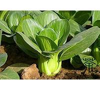 400 semi di erbe aromatiche spezia condimento semi di verdure in cucina sapore ricco