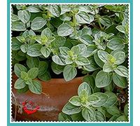 400 semi di erbe aromatiche spezia condimento semi di verdure in cucina sapore ricco