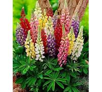 45 Graines de Lupin de Russel strains mixte/lupinus polyphyllus russel mixed - 363