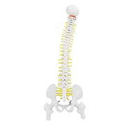 45cm Colonne vertébrale Humaine Flexible Amovible de Modèle de moelle épinière avec nerfs vertèbres Artères Colonne Lombaire et Bassin Masculin Comprend Un Support pour l'enseignement de l'étude de l
