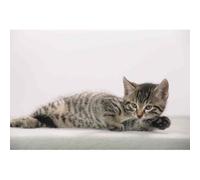 [46592] Läufer Sous-main chat gris, 400 x 530 mm