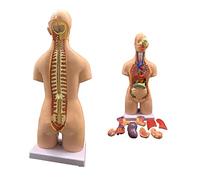 4D Assemblage Anatomique Modèle 55Cm Modèle Corporel De Torse Humain D'organes Humains Organes Médicaux Anatomiques Des Organes Internes Pour L'enseignement De L'éducation, Modèle Anatomie Du Corps