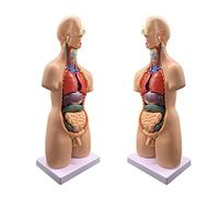 4D Body Model Anatomie Kit éducatif 19 pièces avec cerveau et cœur