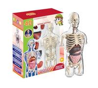 4d Human Body Model for Kids, Stem Educational Science Kit, Interactive Anatomy Model with Removable Human Torso Learning Sources Science Classroom Demonstration Tools Realistic Human Anatomy Display