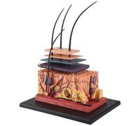 4d Modèle De Peau Humaine Organes Capillaires Assemblage Modèle De Puzzle Modèle D'enseignement Mannequin Science Modèle Anatomique