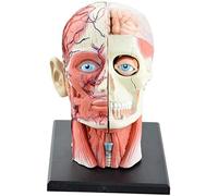 4d Vision Amovible 12 Parties Modèle d'anatomie de tête Humaine - Skull Brain Anatomical Model Puzzle Puzzle Puzz Toy Science Teaching Tool