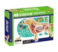 4D Vision Golden Retriever Chien Os Squelette et Anatomie Modèle Kit Intelligence Assemblage Jouet Modèle Pédagogique, Modèle d'Anatomie Animale