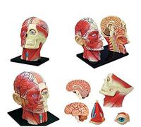 4D Vision Modèle d'anatomie de la tête Humaine - 14 pièces Amovible Crâne Cerveau Modèle Anatomique Tête Puzzle Jouet Outil d'enseignement des Sciences médicales