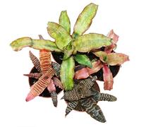 4er Set Earth bromeliad - Cryptanthus - variegated plant - Ideal for terrariums