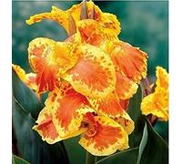 4pcs Giglio Bulbi Estremamente Ricco Di Aroma Hanno Segnato Colore Perenne Fiore Bulbi Diventare Il Vostro Giardino Di Casa Grande Decorazione Entry-Level Fiori