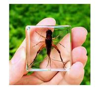 4pcs SpéCimens D'Insectes En RéSine Transparente SpéCimen D'Insecte PréServé Presse-Papiers Collection Pour Maternelle Classe Sciences-D