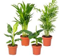 4x Hip Plantes d'intérieur Melange - Chamaedorea-Dypsis-Musa-Strelitzia - D12 cm - H20-45 cm