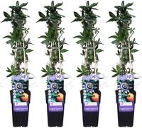 4X - Passiflora Caerulea - ↨65Cm - Ø15