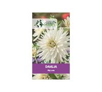 5 Bulbe de Dahlia My Love - Fleurs Géantes Blanc Pur aux Pétales Effilés - Variété Élégante pour Massifs Lumineux et Bouquets de Prestige