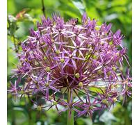5 bulbes de Allium ‘Cristophii’ | Aulx décoratifs | Circonférence 12/14 cm | Bulbes provenant des meilleurs producteurs néerlandais | Sélection exclusive et contrôle qualité | Floraison garantie.