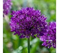 5 bulbes de Allium ‘Purple Sensation’ | Aulx décoratifs | Circonférence 12/+ cm | Bulbes provenant des meilleurs producteurs néerlandais | Sélection exclusive et contrôle qualité | Floraison garantie.