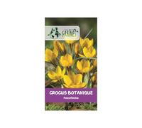 5 Bulbes de Crocus Botanique Fuscotinctus - Crocus Doré Précoce, Jaune d'Or Strié de Bronze