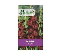5 bulbes de fleurs Glaïeul Chocolat - marron