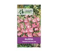 5 bulbes de fleurs Glaïeul des Charming Lady - dame charmante