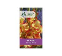 5 Bulbes de Glaïeul Nain Las Vegas' (Nanus) - Splendide Bicolore Jaune-Rouge pour Bordure et Pot