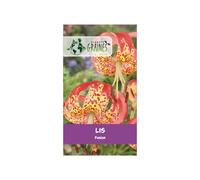 5 Bulbes de Lis Fusion - Hybride Rare Rouge Éclatant et Cœur Jaune Moucheté - Fleurs Parfumées Type Lys Léopard pour Massifs et Bouquets