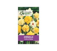 5 Bulbes Jonquilles Doubles en Mélange -Des Fleurs Splendides pour un Printemps Éclatant