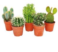 5 cactus différents de taille moyenne dans un ensemble, pot de 8,5cm, env. 12-18cm de haut